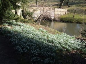Swathes of snowdrops